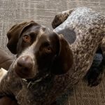 German Shorthaired Pointer Dog looking up for the picture